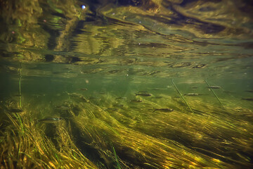 underwater fresh water green background with sun rays under, water