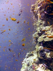 Fototapeta na wymiar red sea fish and corals