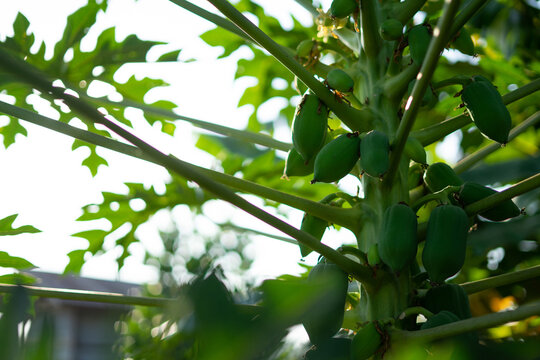 A papaya tree full of buds in the morning sun