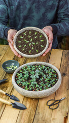 Mann hält Blumentopf mit Sukkulenten in den Händen, Zimmerpflanze Sedum Burrito Anzucht
