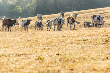 Cows in pasture in morning. Montbeliarde cow in jura in France.