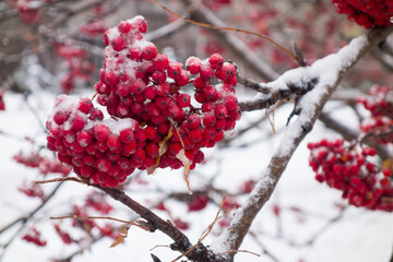 Bunches of rowan in the snow