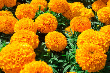 Yellow marigolds in a flower bed