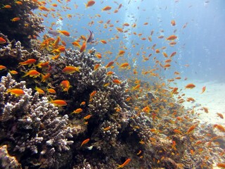 Naklejka na ściany i meble red sea fish and corals