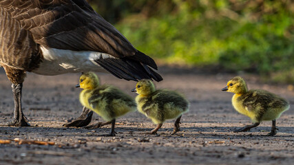 Drei kleine Kanadaküken auf dem Weg zum See!