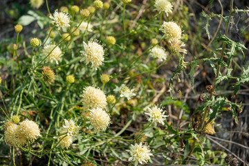 Small yellow wildflowers on a field on a summer day