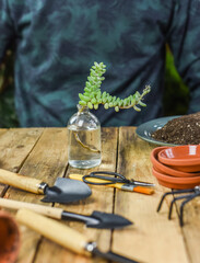 Sedum Burrito Ableger in Wasserglas, Mann vermehrt Zimmerpflanze