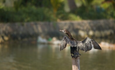 Comorant drying wings