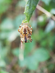 spider on the web