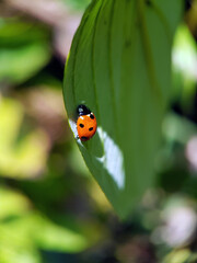 Fototapeta premium Ladybird on plant 