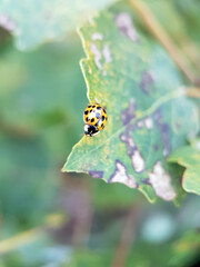 ladybird on a leaf