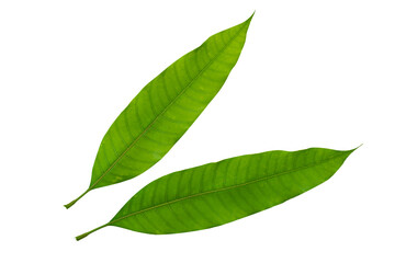 fresh Green mango leaves isolated on a white background.