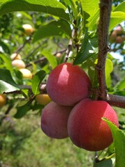 large red plums on the tree