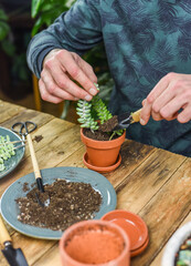 Zimmerpflanzen einpflanzen, Mann pflanzt Sedum Burrito in einen Tontopf, auf einem Arbeitstisch gärtnern, Fetthenne vermehren, Urban Jungle