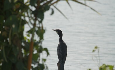 Little Comorant standing on a pole