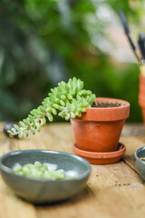 Urban Jungle sedum burrito pflegen um umtopfen auf Arbeitstisch, Zimmerpflanzen vermehren, Schlangen-Fetthenne