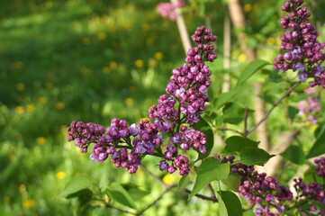 lilac bush blooms in the park