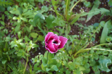 Obraz premium a flower in spring in the park