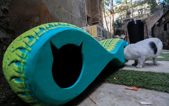 Upcycled street shelters keep stray kittens warm in winter, in Cairo