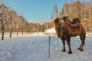 Camel walks in a winter snowy park on a frosty day
