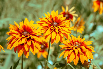 Flowering Rudbeckia hirta (Black-eyed Susan) flowers in the garden in summer