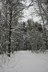 Country road in the snowy forest