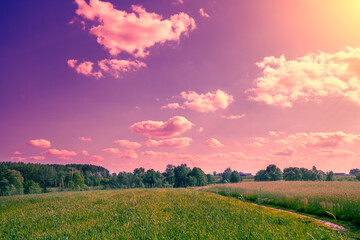 Rural landscape in the evening. Green field with young wheat