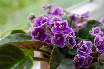Many little blooming african violet flower saintpaulia in flower pot on windowsill
