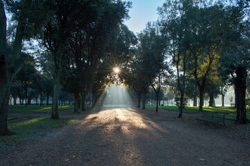 Morning Sun