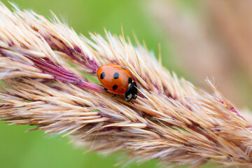 Little red dotted lady bug insect is sitting on spica bush grass