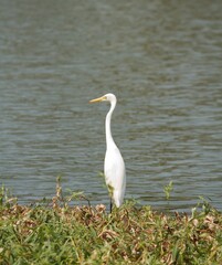 white crane on the grass by the lake