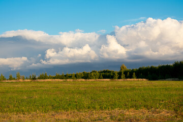Fototapeta premium Woodland in summertime. Forest landscape in sunny summer day with white clouds.