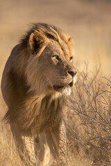 Fototapeta na wymiar Black-maned Lion in the Kgalagadi