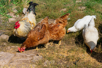 Domestic chicken feeding. Hens and rooster are walking on countryside farmyard.