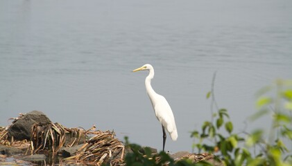 white crane on the grass by the lake