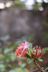 Various flowers in my garden 