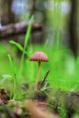 mushroom in the forest