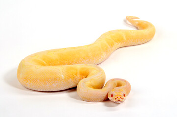 Ball python // Königspython (Python regius) - Spider Albino colour-morph