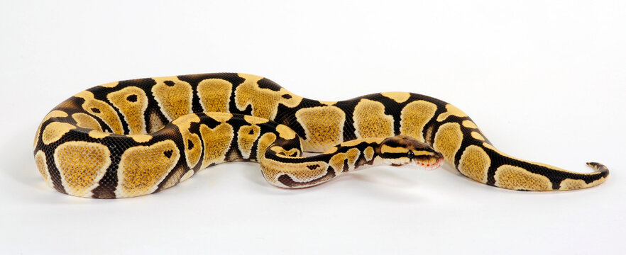 Ball python // K&ouml;nigspython (Python regius) - Desert Ghost colour morph