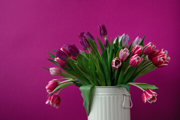 Pink tulips on a pink background
