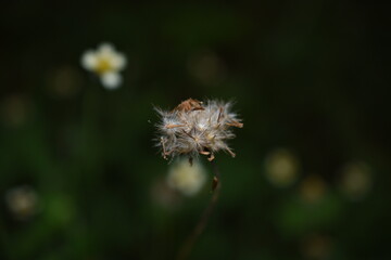 Various flowers in my garden 