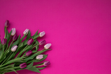 Pink tulips on a pink background
