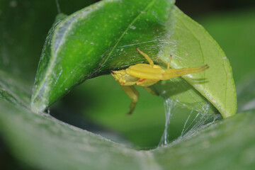misumena vatia spider macro photo