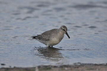 Knot feeding on the sea coast. A young, gray bird gains food during its autumn migration to wintering grounds by the Atlantic Ocean.