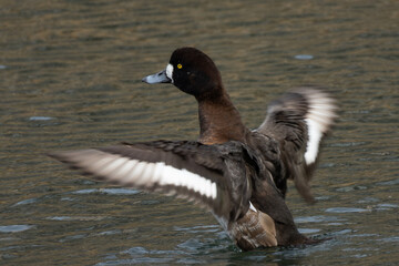 翼を広げ水しぶきを飛ばすスズガモ