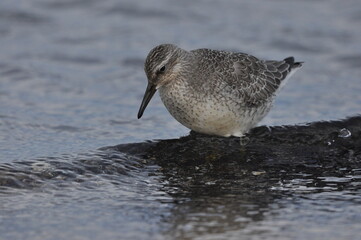 Knot feeding on the sea coast. A young, gray bird gains food during its autumn migration to...