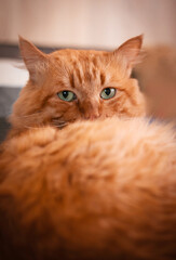 Beautiful adult red cat lying on the bed.