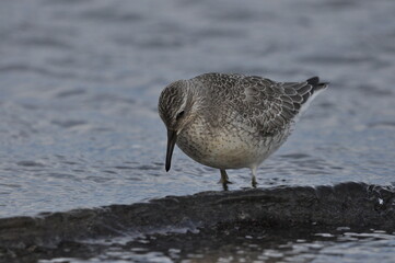Knot feeding on the sea coast. A young, gray bird gains food during its autumn migration to...