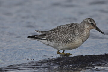 Knot feeding on the sea coast. A young, gray bird gains food during its autumn migration to wintering grounds by the Atlantic Ocean.