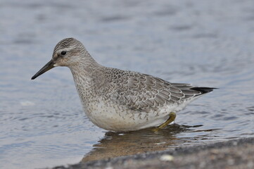 Knot feeding on the sea coast. A young, gray bird gains food during its autumn migration to wintering grounds by the Atlantic Ocean.